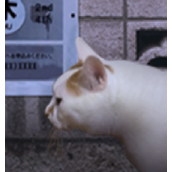 翌日貓之怪奇譚安卓下載