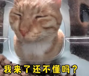 《抖音》新鲜哥橘猫最新梗图无水印表情包下载