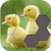 絕美照片拼圖免費正版