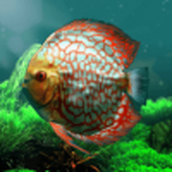 熱帶魚水族館遊戲最新版
