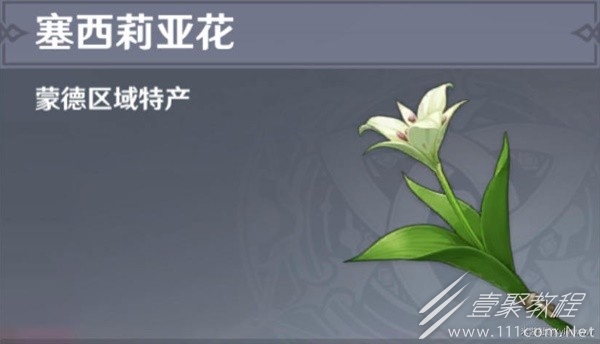原神4.1版本塞西莉亞花采集路線詳情