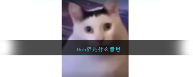 Huh貓是什麽意思