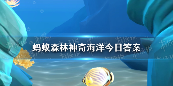 哪種海馬是小不點11.2神奇海洋答案全新