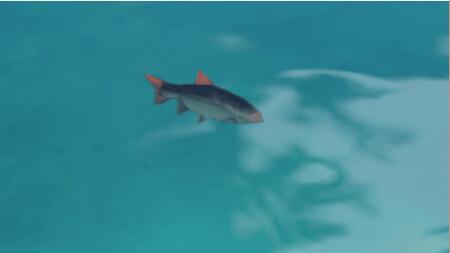原神黑背鲈魚在哪