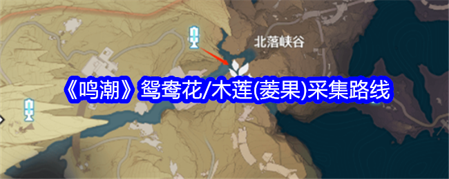 鳴潮鴛鴦花和木蓮(菱果)采集路線